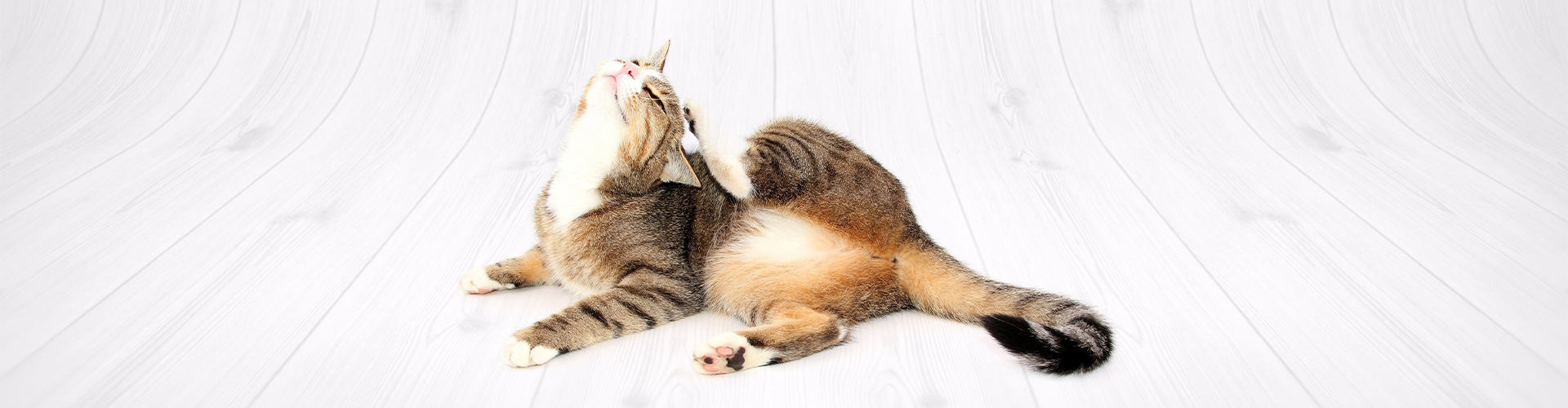 Аллергивет слайд 4