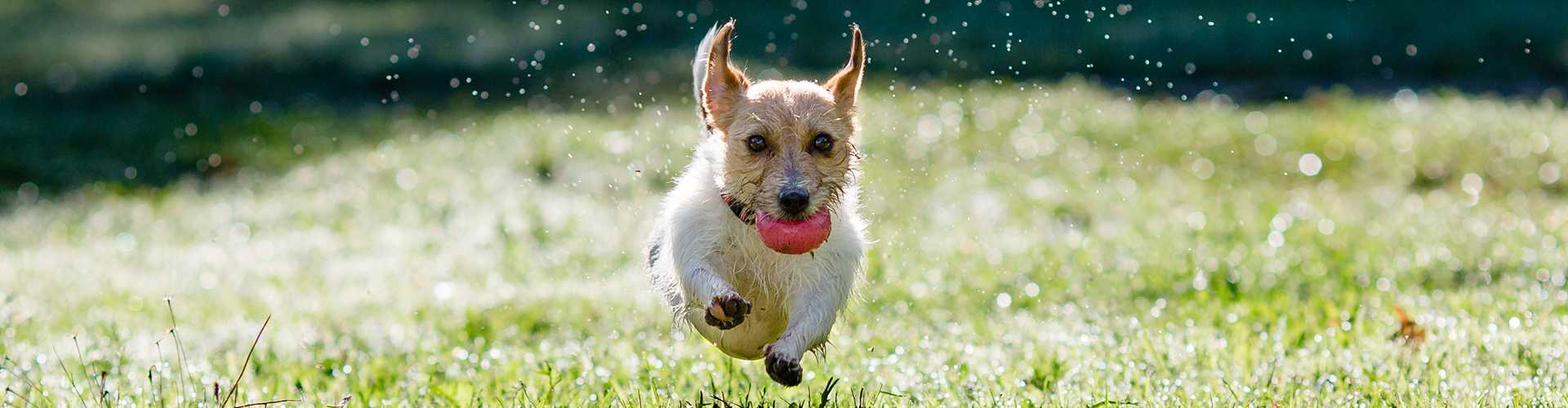 Multivet слайд 3