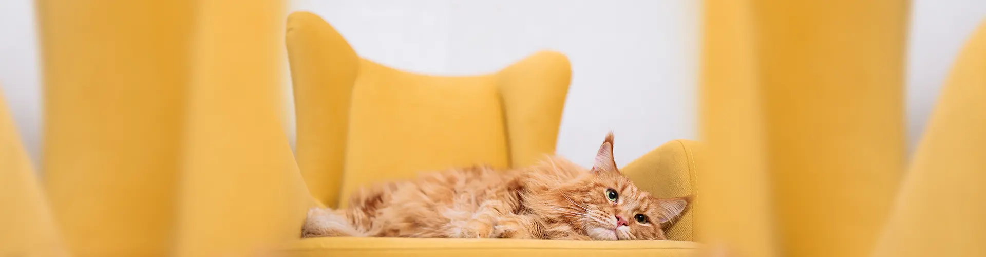 Интествет слайд 4